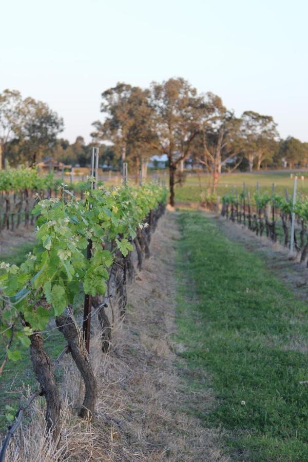 Blueberry Hill Vineyard Stay Rothbury Bagian luar foto