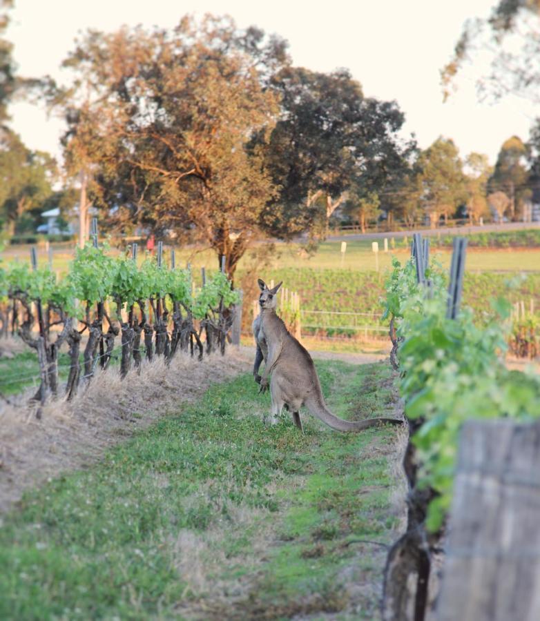 Blueberry Hill Vineyard Stay Rothbury Bagian luar foto
